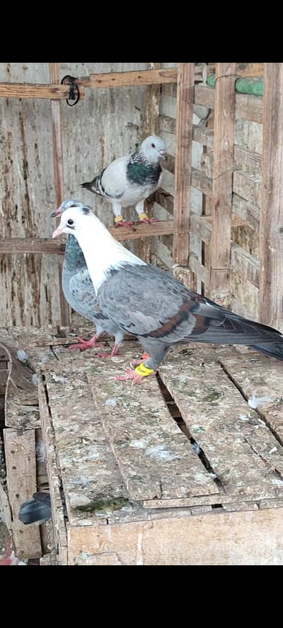 karblae female
