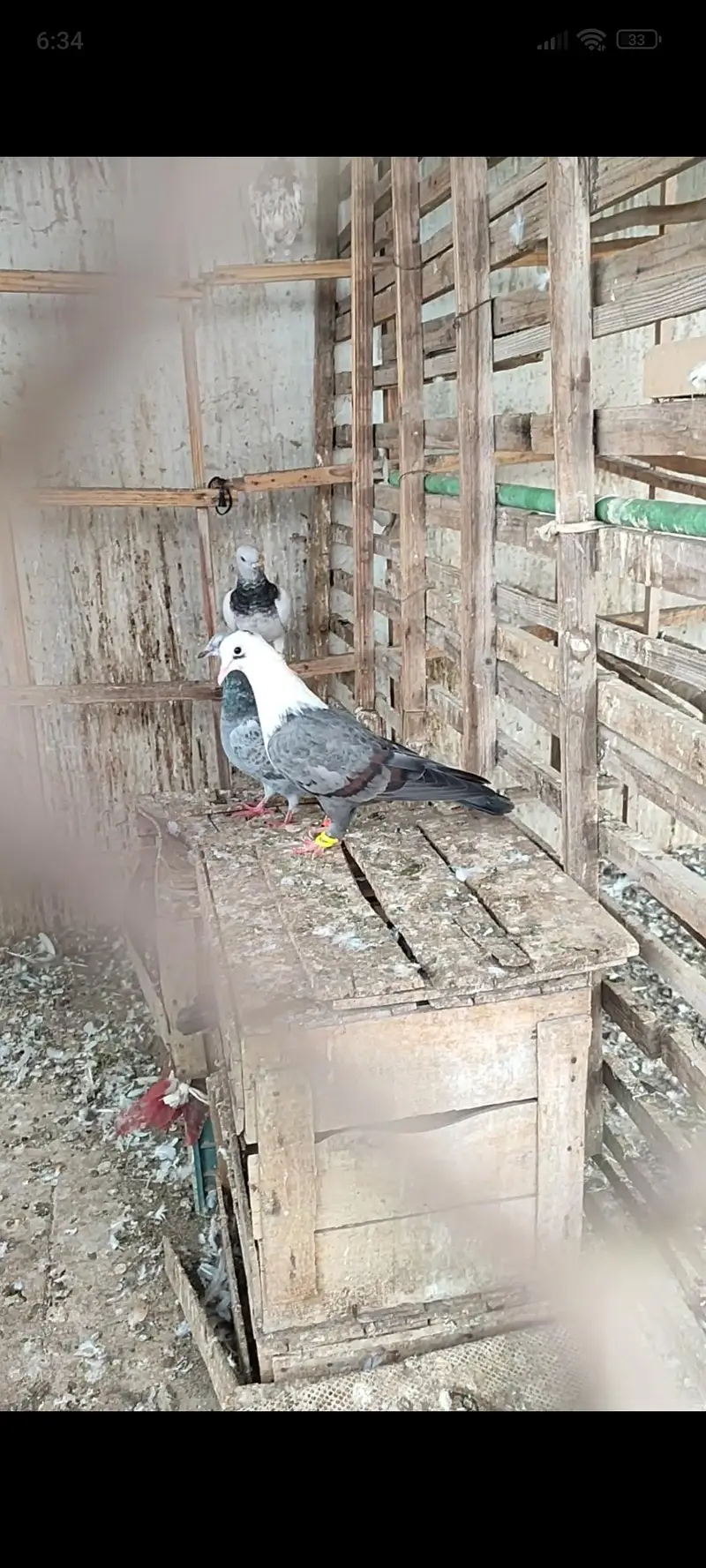 karblae female — photo 2