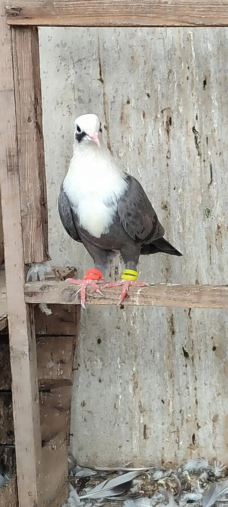 karblae female — photo 3