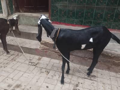 Beetal bakri