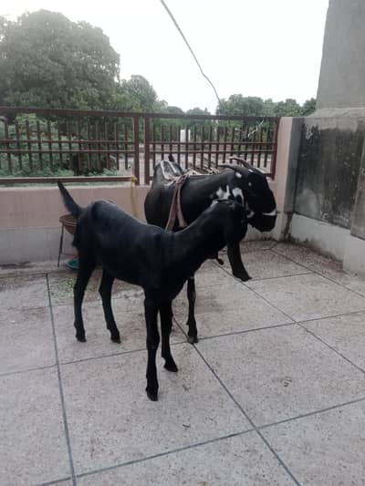 dasi bakri