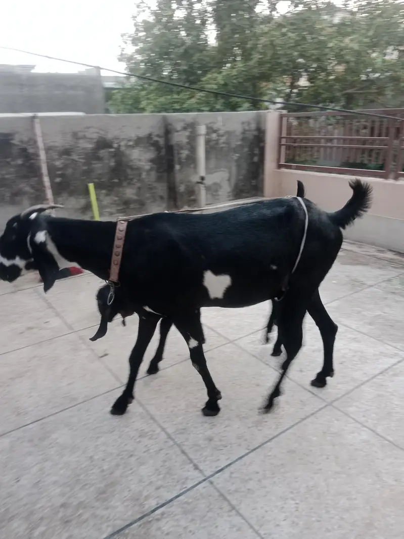 dasi bakri — photo 2