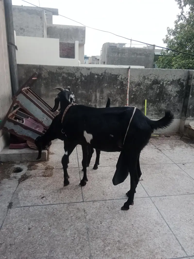 dasi bakri — photo 3