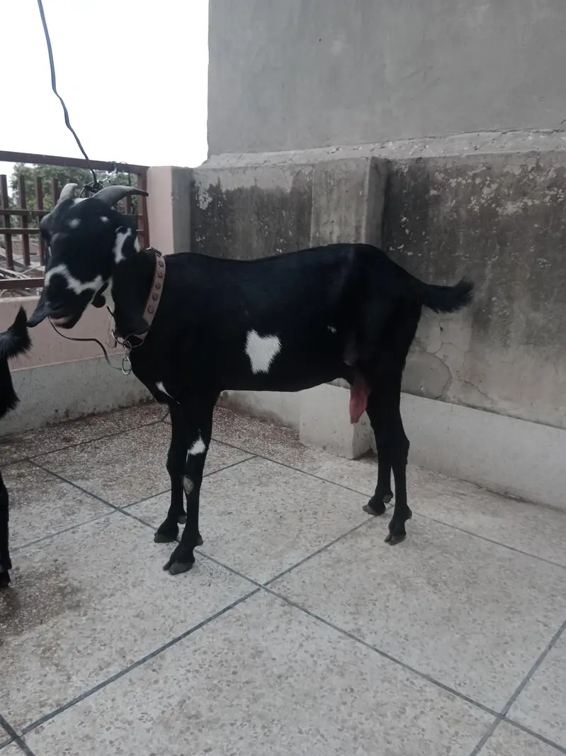 dasi bakri — photo 4
