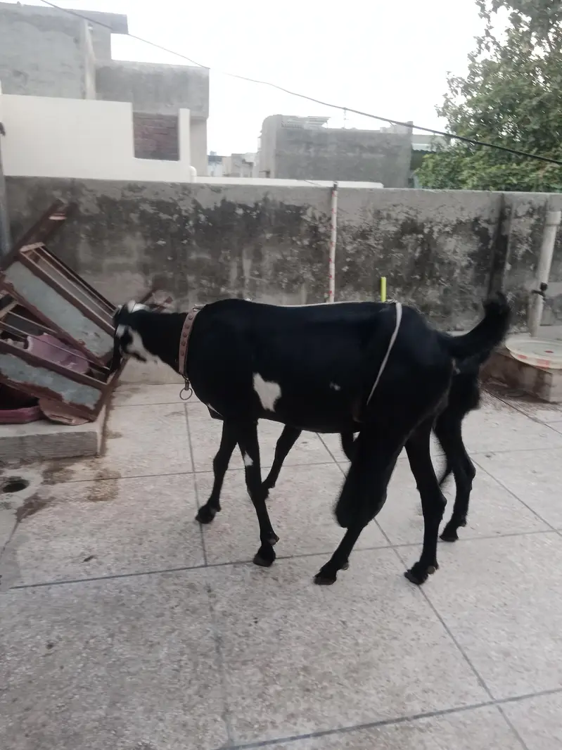 dasi bakri — photo 5
