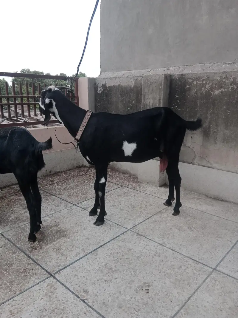 dasi bakri — photo 6
