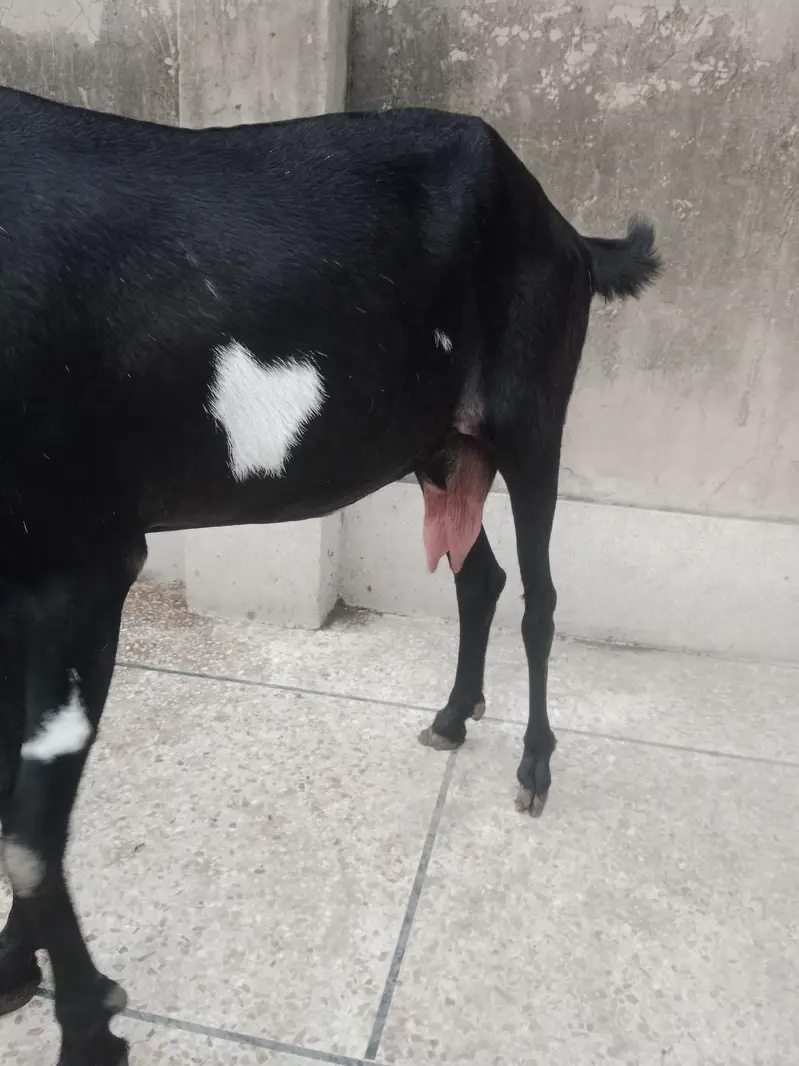 dasi bakri — photo 7