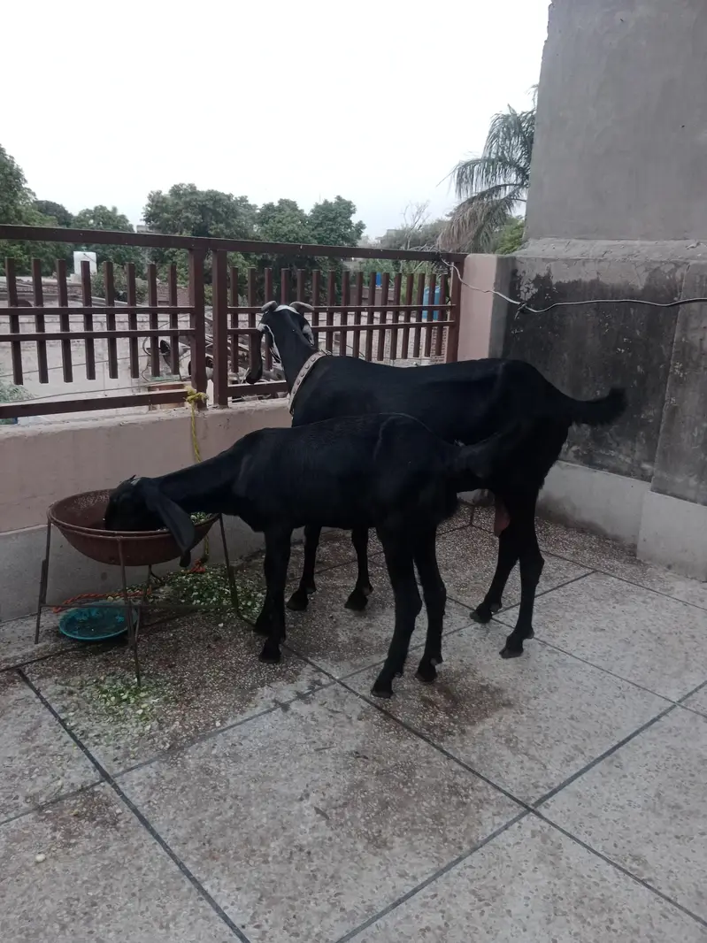 dasi bakri — photo 8