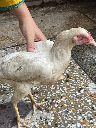 ASEEL HEERA WHITE FOE SALE
