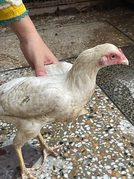 ASEEL HEERA WHITE FOE SALE — photo 2