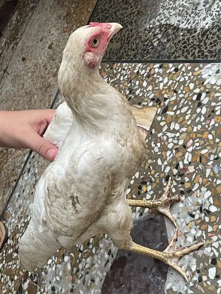 ASEEL HEERA WHITE FOE SALE — photo 3