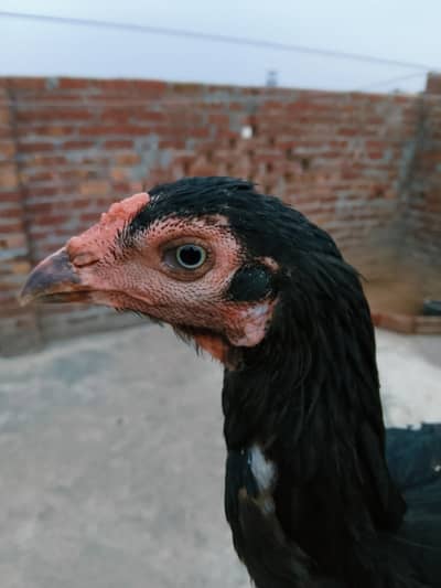 Thai cross aseel hen