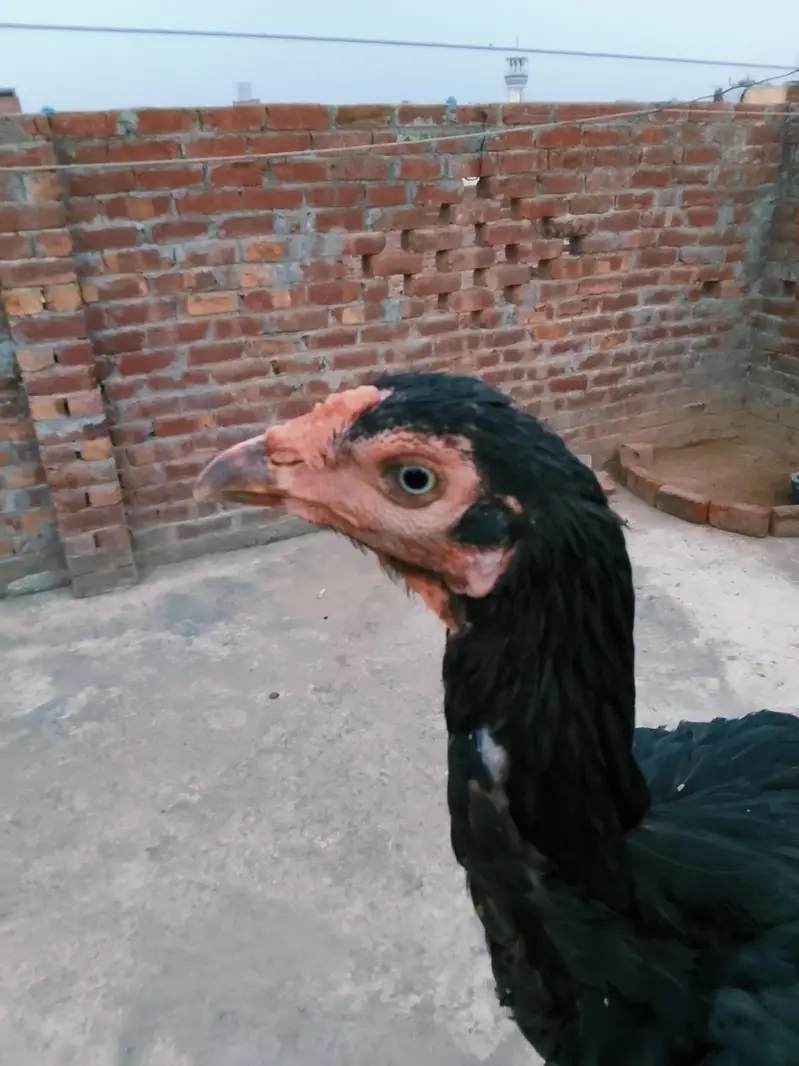 Thai cross aseel hen — photo 2