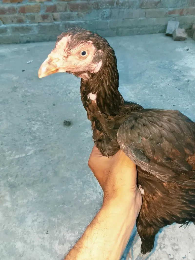 Thai cross aseel hen — photo 5
