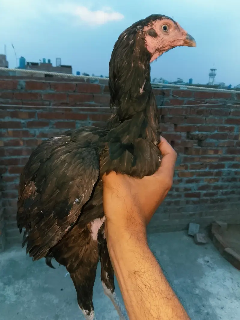 Thai cross aseel hen — photo 6