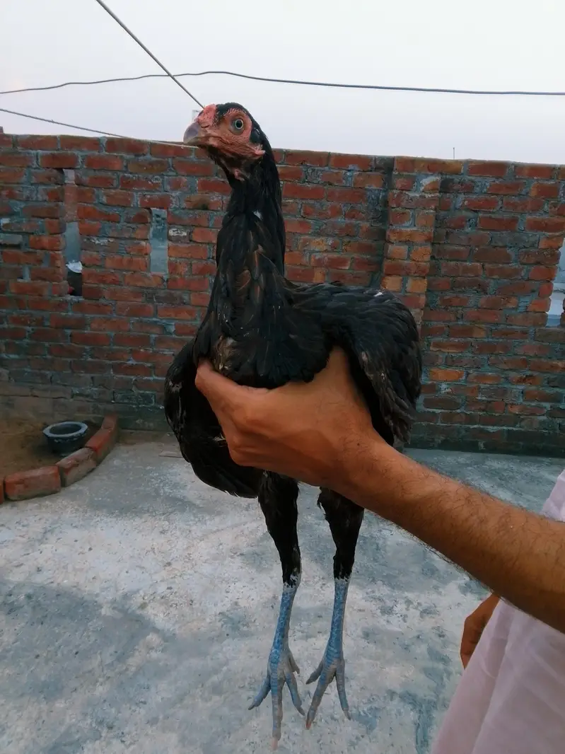 Thai cross aseel hen — photo 7