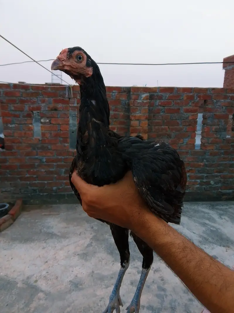 Thai cross aseel hen — photo 8