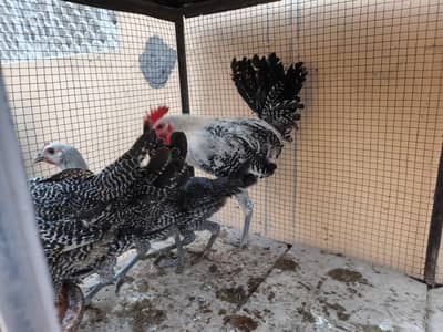 Pure fayyomi ready to breed set for sale