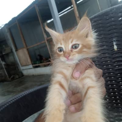 Baby Cats