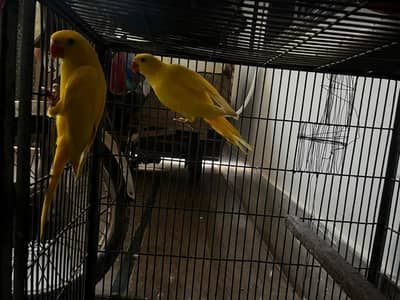 yellow ring parrot pair for sale 03245825980