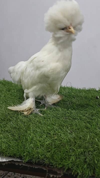 White sultan