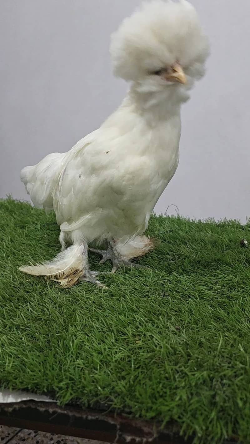 White sultan 0