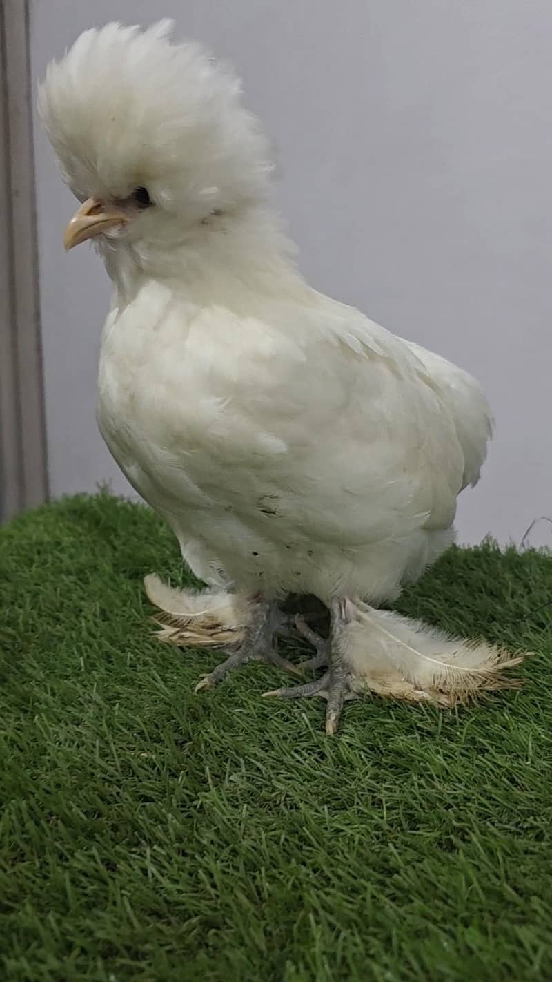 White sultan 1