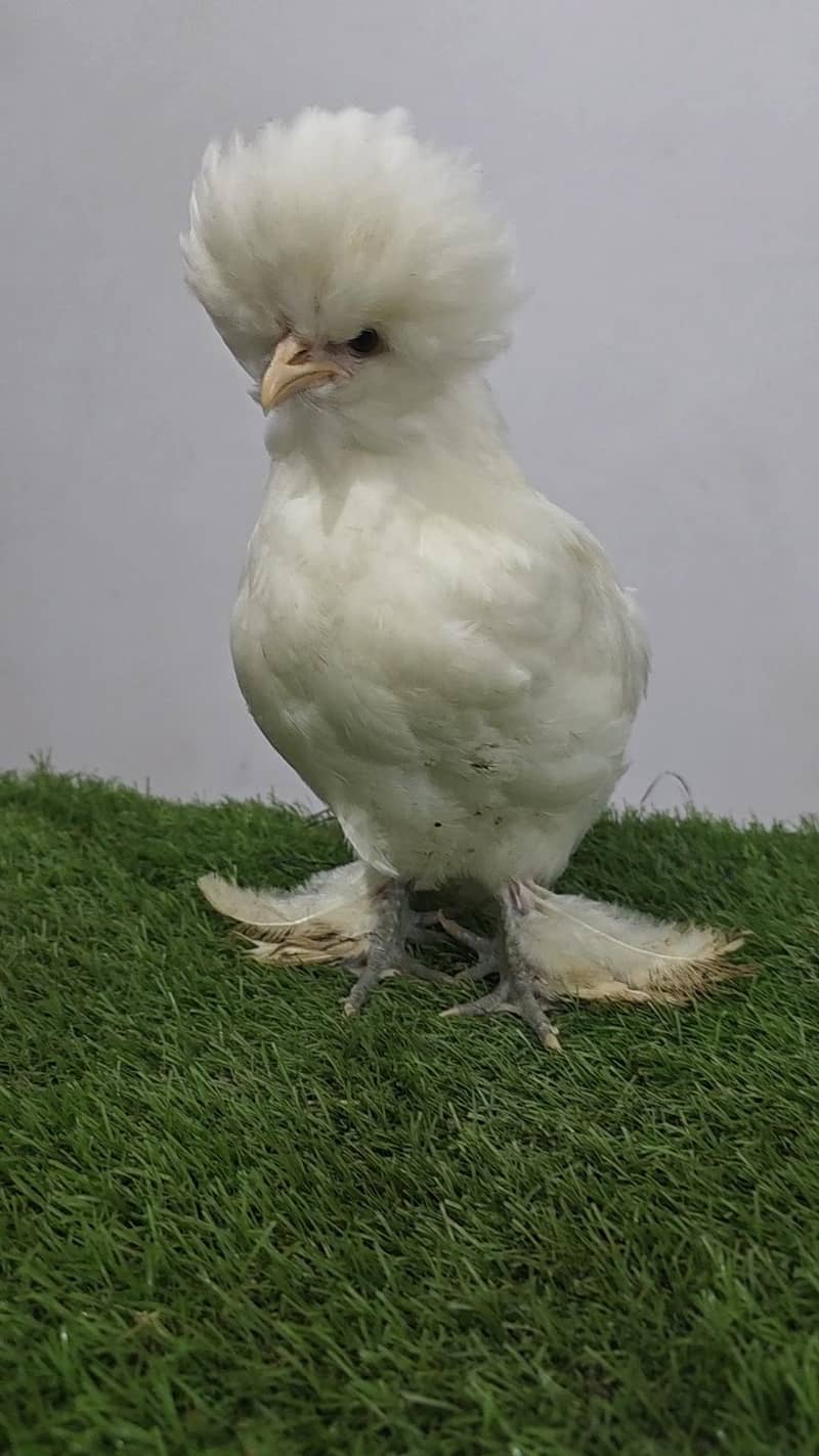 White sultan 2