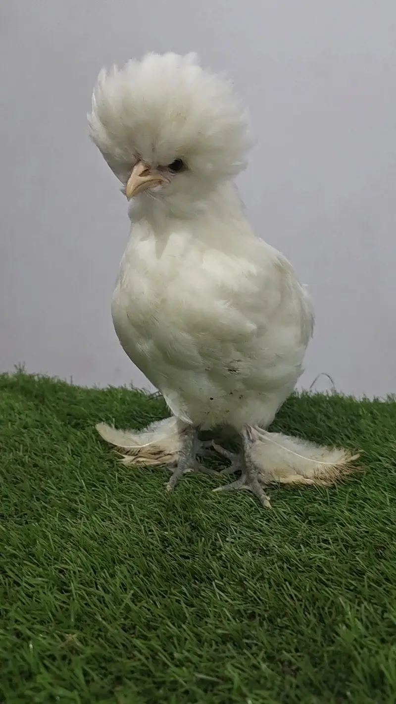White sultan — photo 3