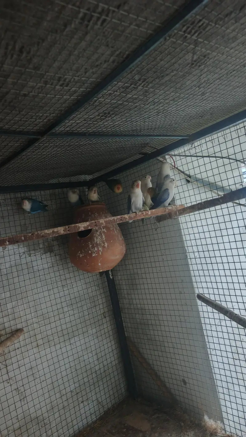 love birds breeder pair for sale — photo 2