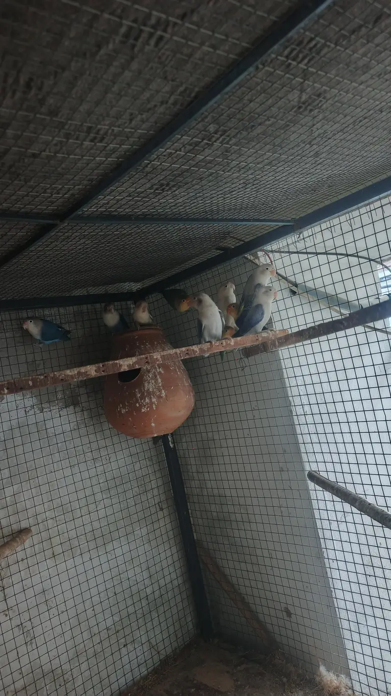 love birds breeder pair for sale — photo 3