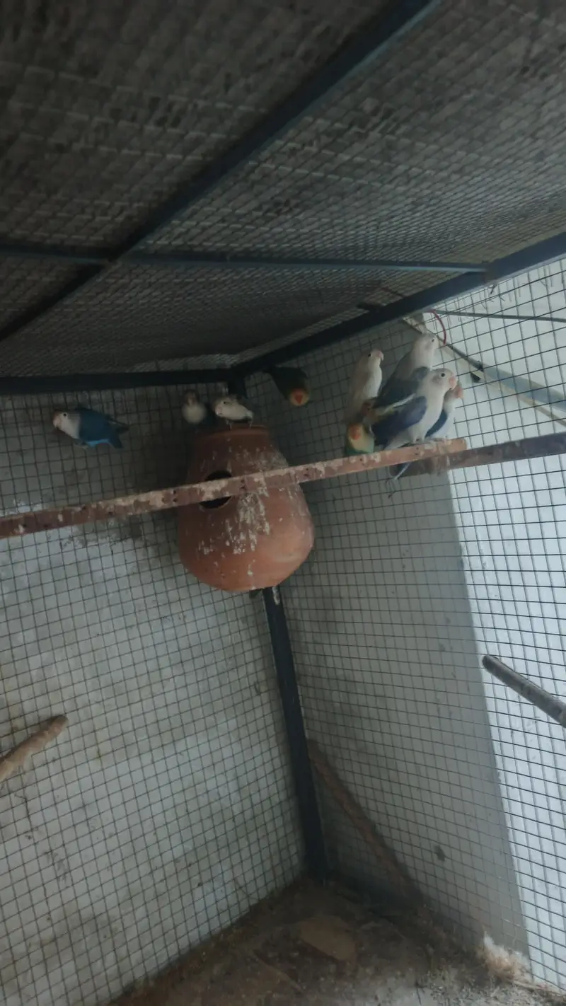 love birds breeder pair for sale — photo 4