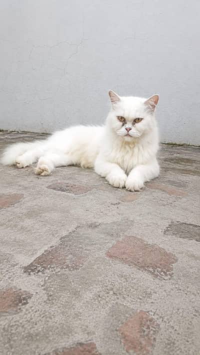 high quality female triple coat punch face