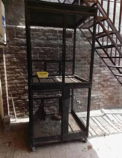 Penjra for sale