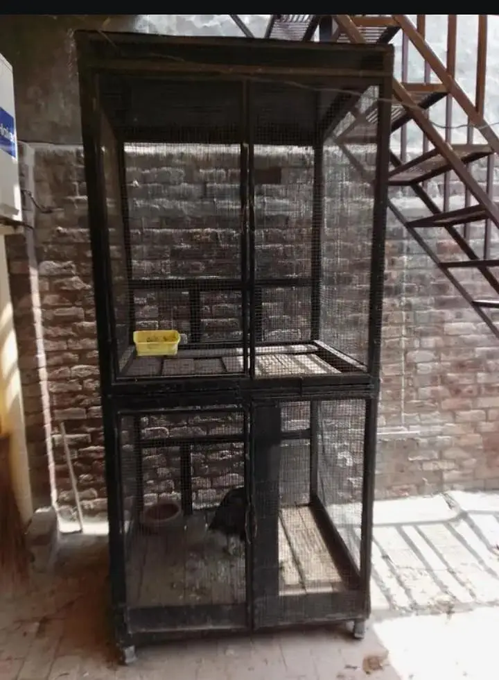Penjra for sale — photo 2