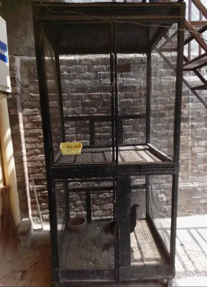 Penjra for sale — photo 3