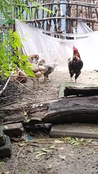 1 murga  Baki 3 eggs wali female ha