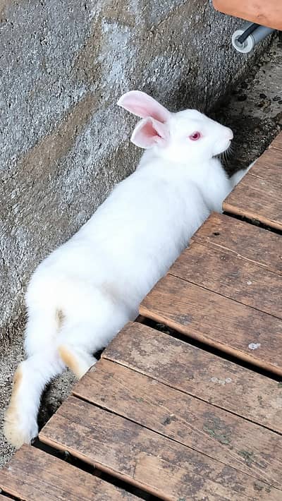 Rabbit