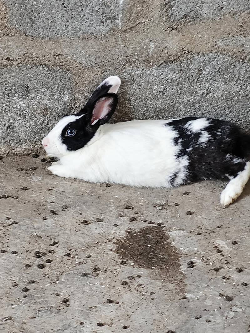 Rabbit 1