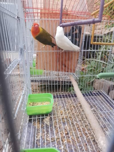 breeding pair hai