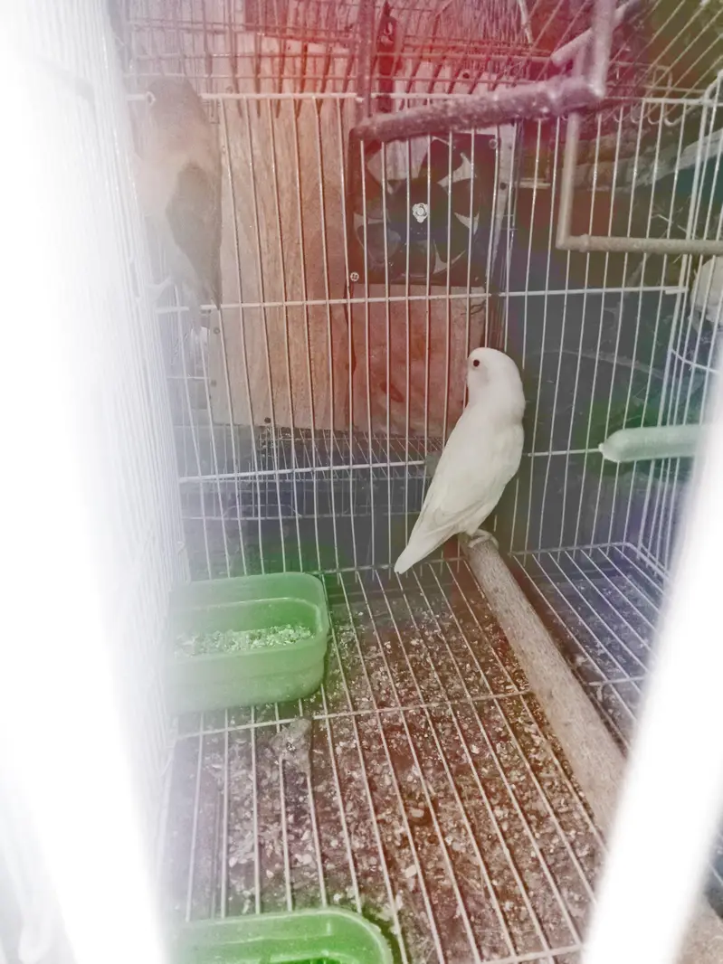 breeding pair hai — photo 2