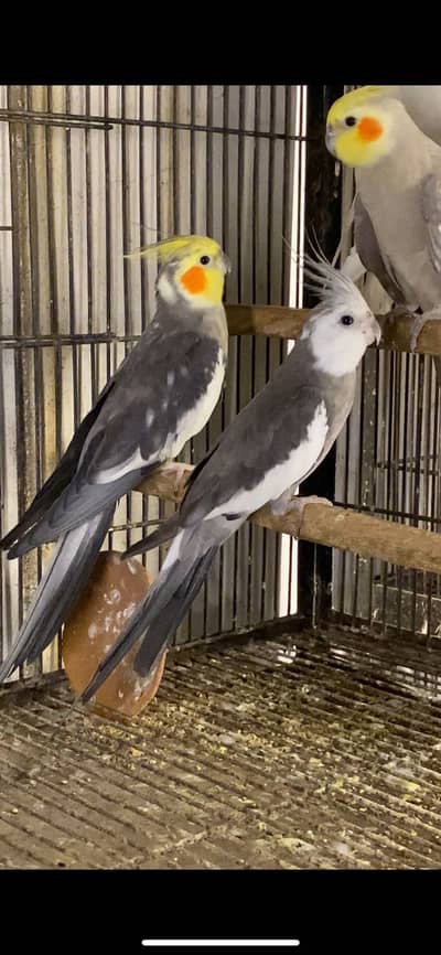 Cockatiel Mutations
