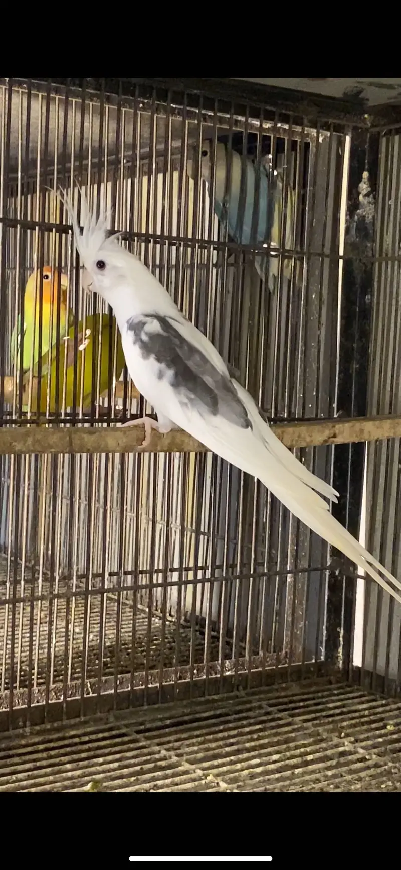 Cockatiel Mutations — photo 2
