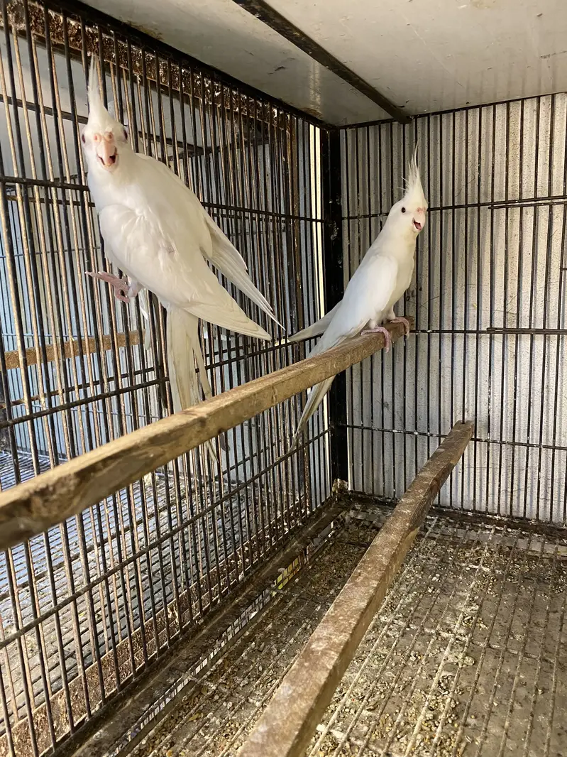 Cockatiel Mutations — photo 3