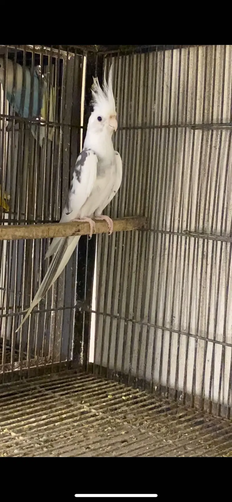 Cockatiel Mutations — photo 4