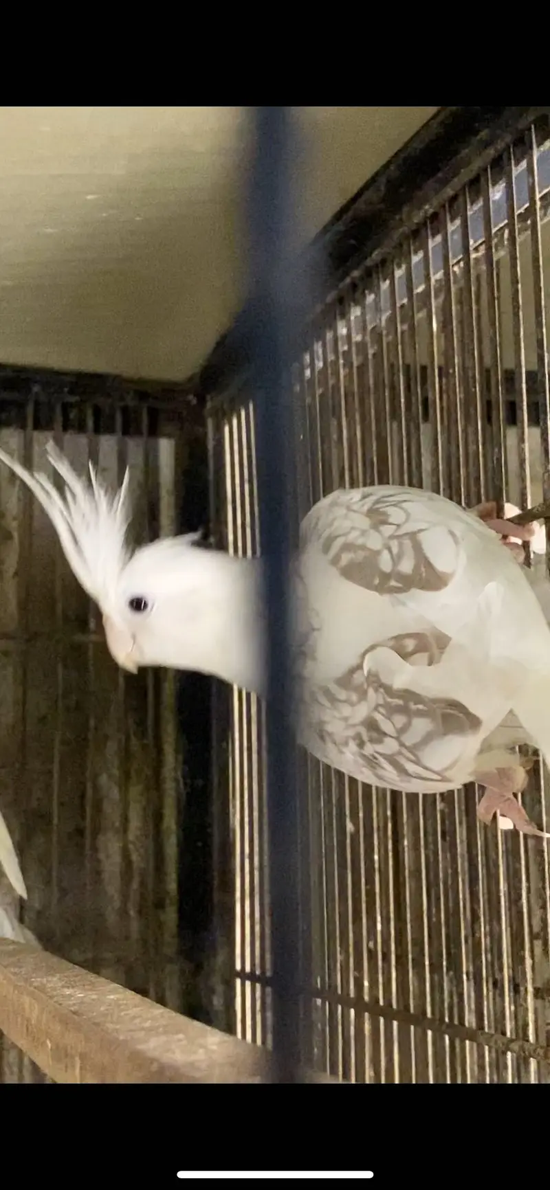 Cockatiel Mutations — photo 5