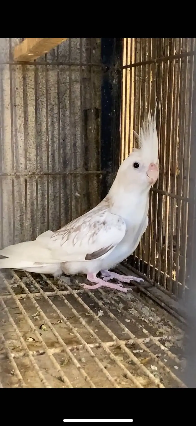 Cockatiel Mutations — photo 6