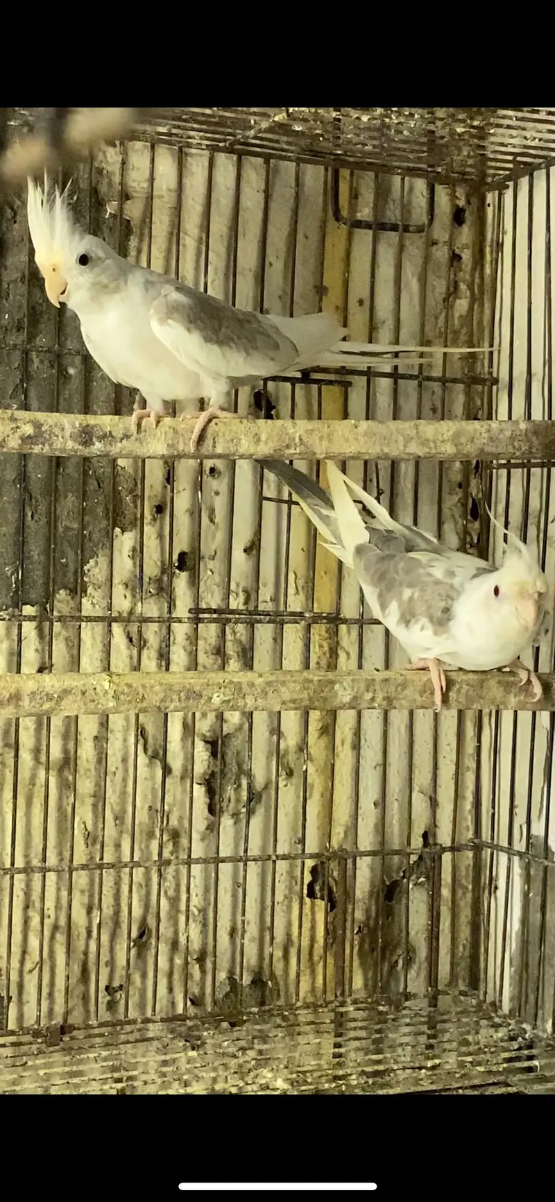 Cockatiel Mutations — photo 7