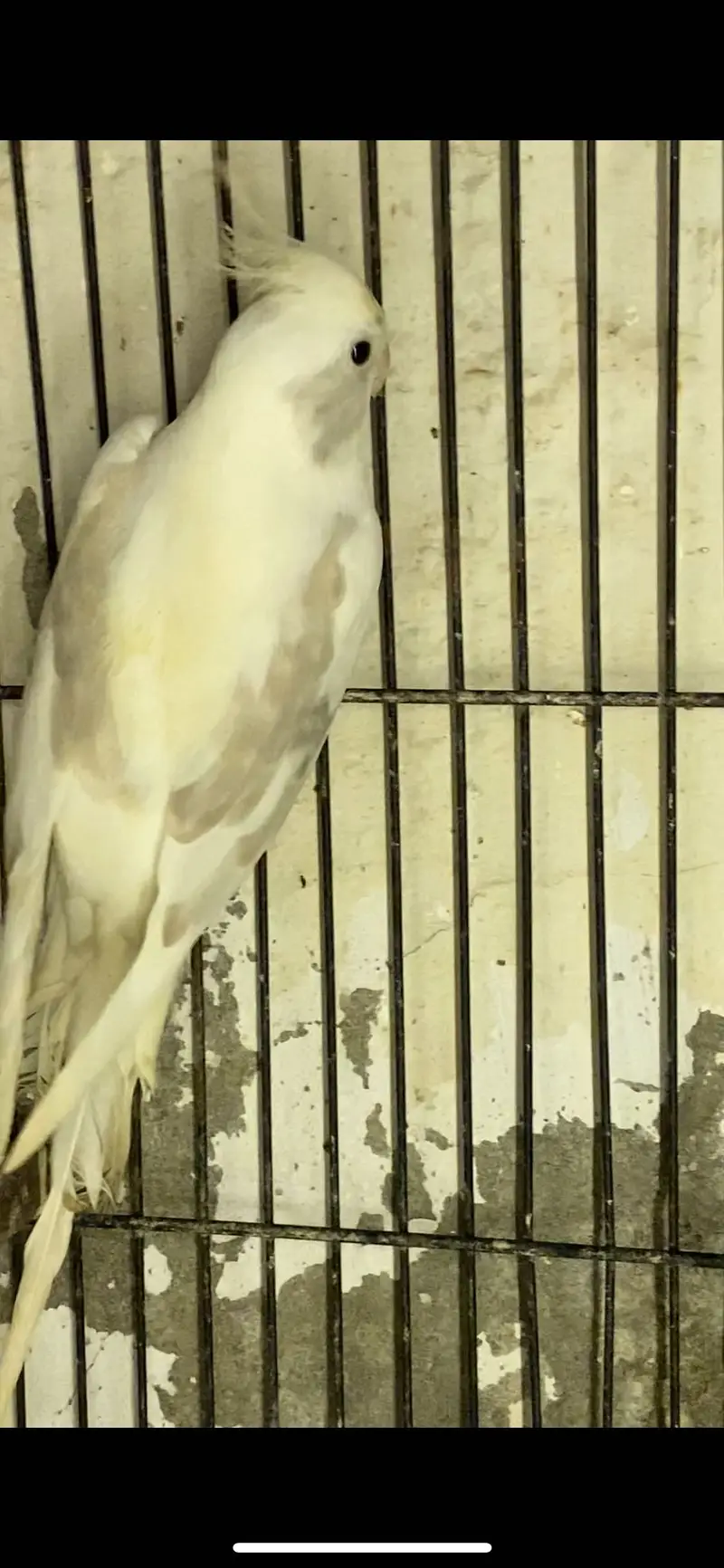 Cockatiel Mutations — photo 8