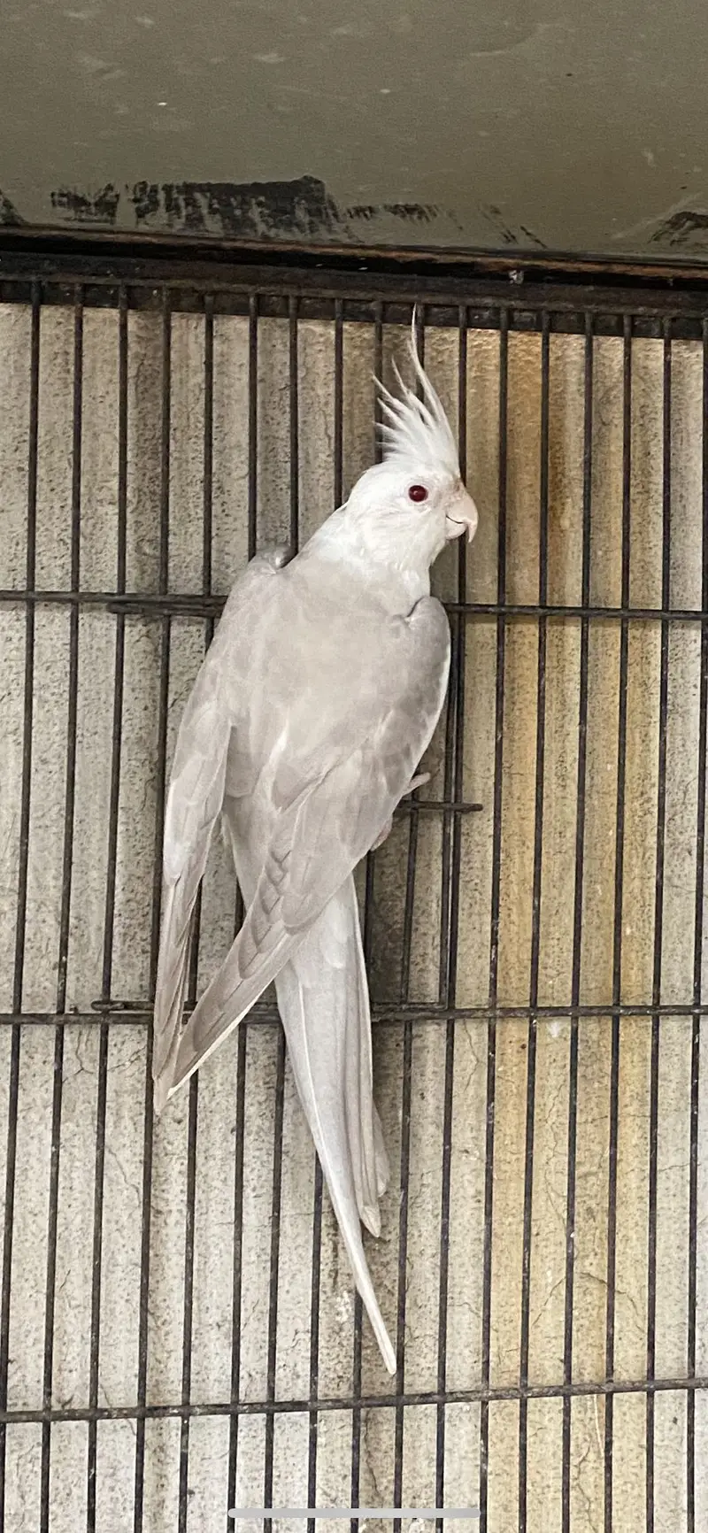 Cockatiel Mutations — photo 9